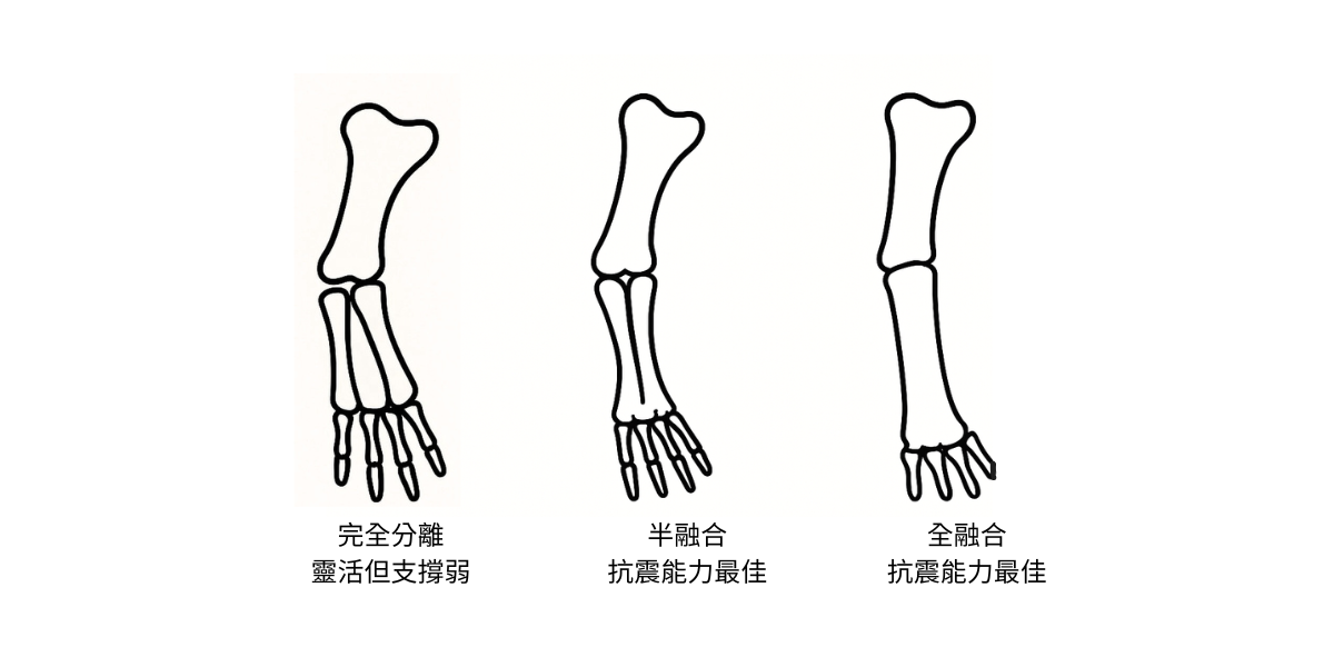 青蛙前肢演化的幾種可能版本示意圖：完全分離、半融合、完全融合。研究發現，半融合的結構最適合跳躍時承受衝擊力。