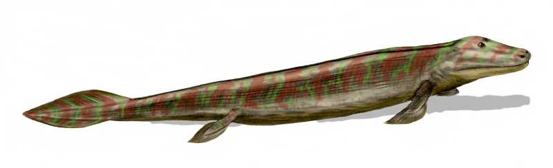 著名的塔塔利克魚（Tiktaalik），看起來像魚，但牠的前鰭已經開始像「手」 - - 是魚類與四足動物之間的經典演化過渡生物。